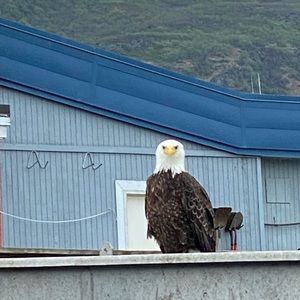 Meet your Posher, Barbara